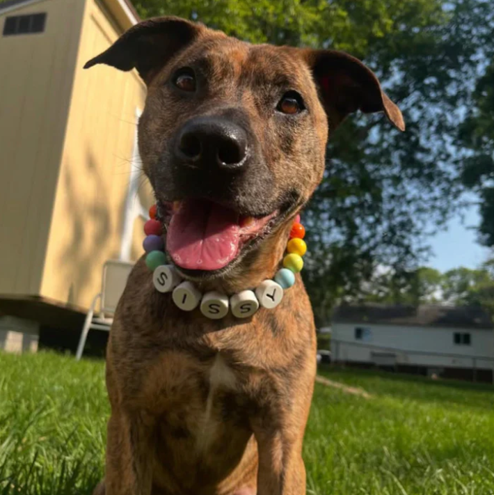 BBF (Best Bark Friend)™ Dog Collar