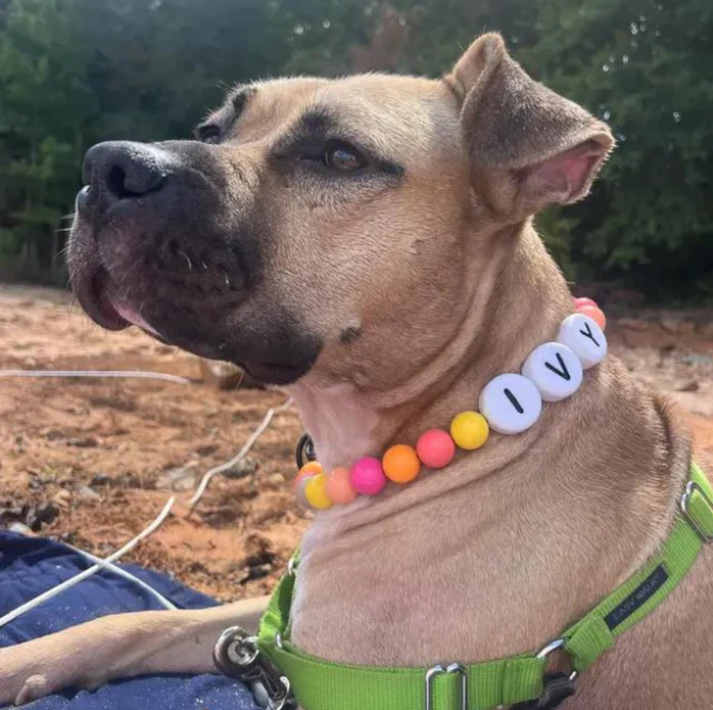 BBF (Best Bark Friend)™ Dog Collar