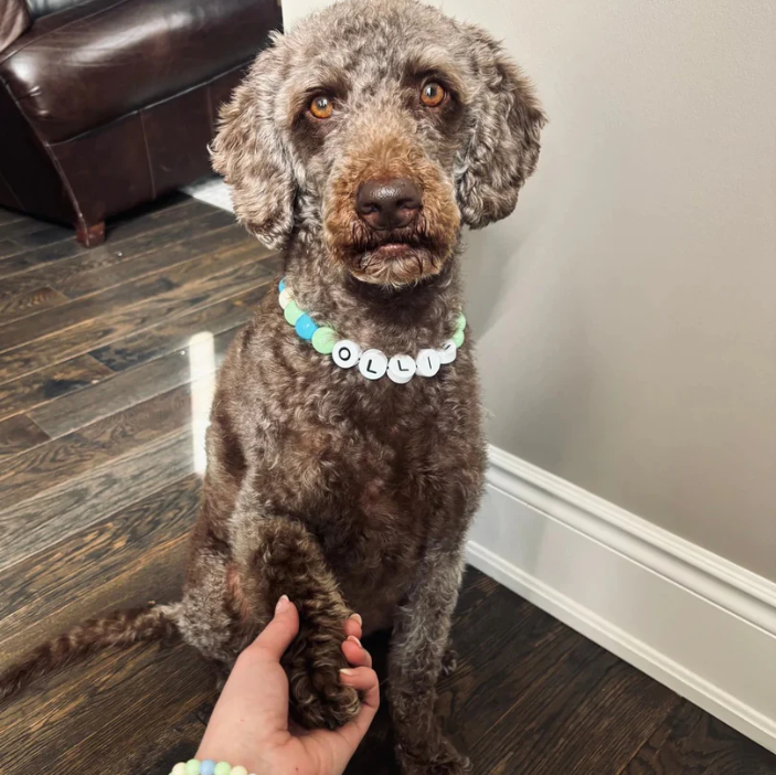BBF (Best Bark Friend)™ Dog Collar